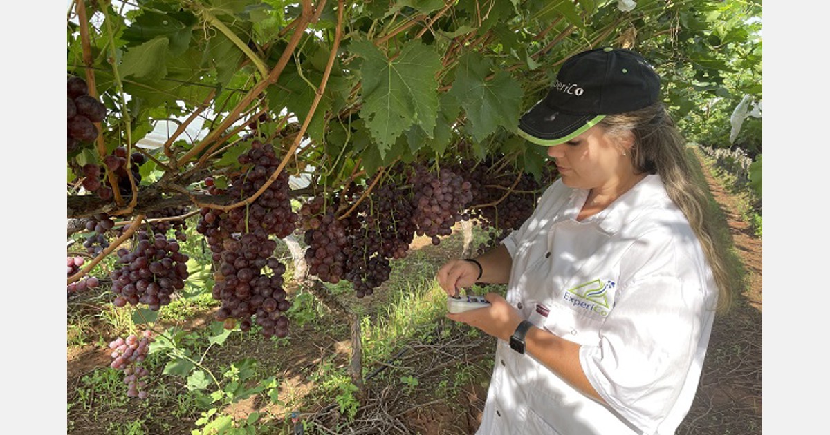 Grape postharvest disease risk evaluation service grows by leaps and bounds