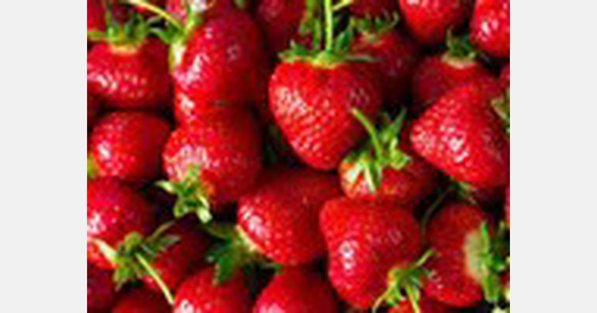 Benguet growers demand permits for South Korean strawberries to be recalled