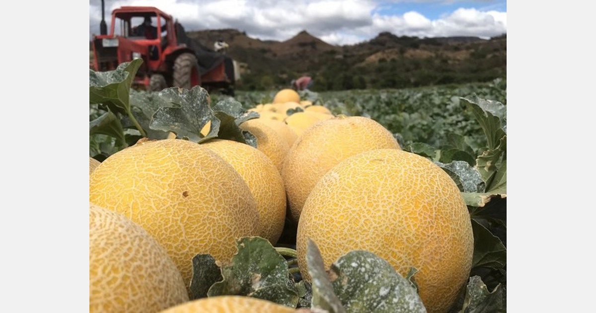 Honduras import melon season underway