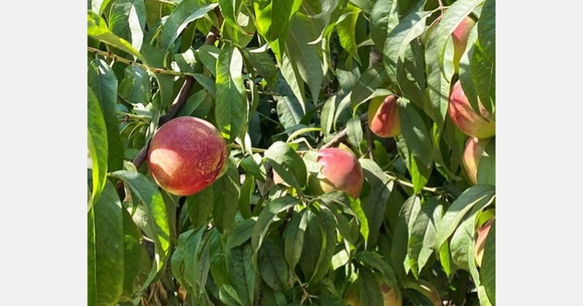 Crop update on Chilean nectarine season