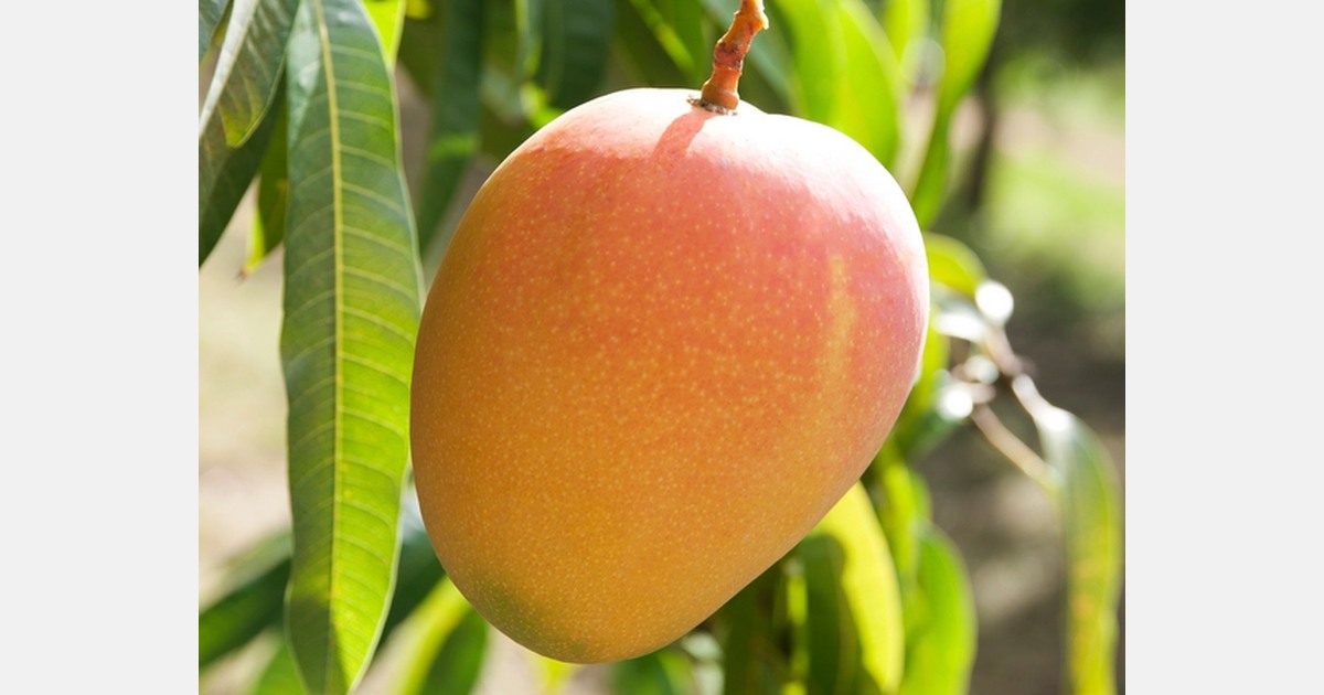 Australian Honey Gold Mango Production Still On Track Despite Recent Disruptions
