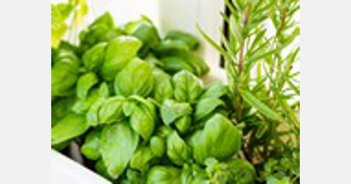 Notes on Georgia's aromatic herbs export season - FreshPlaza.com
