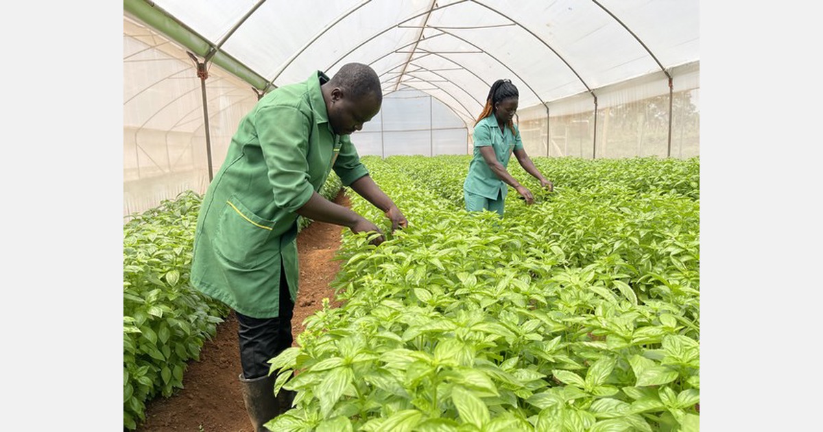 Kenyan herb farmer ready to let new air cargo service fly his produce