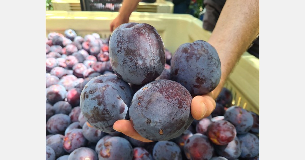 New opportunity in South African plums