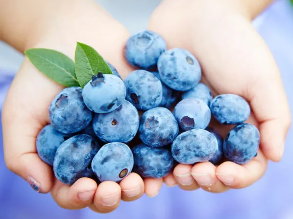 Jumbo Blueberries