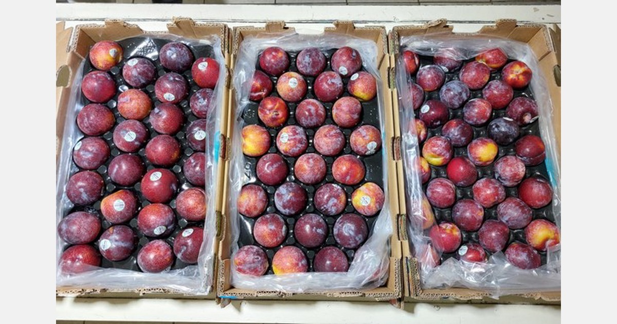 US importers make the most of the remaining Chilean plum season