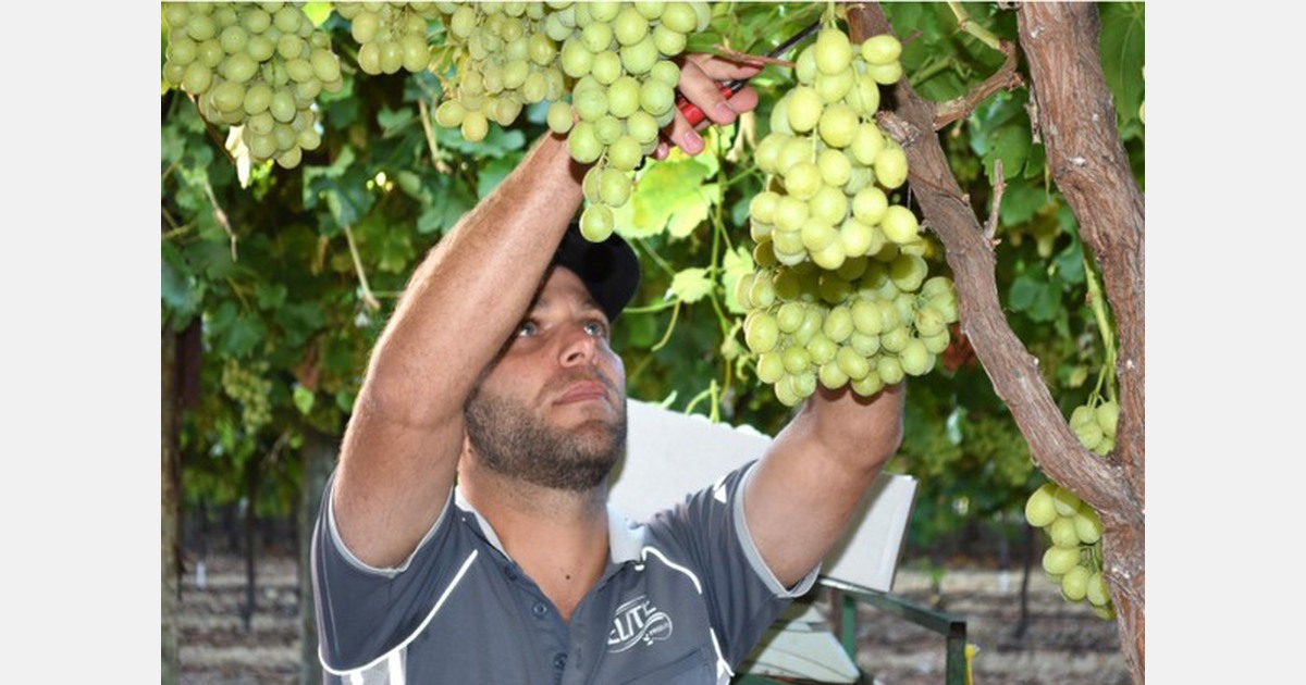 Sunraysia’s table grapes hit export gold
