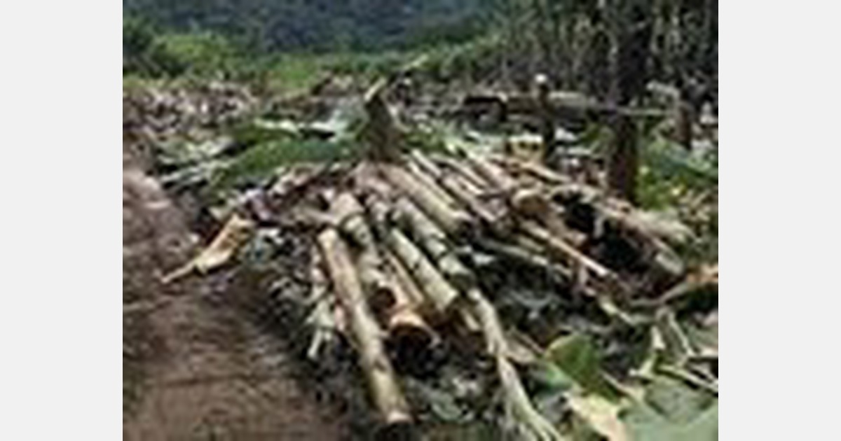 First banana tree waste recycling plant to come to Egypt