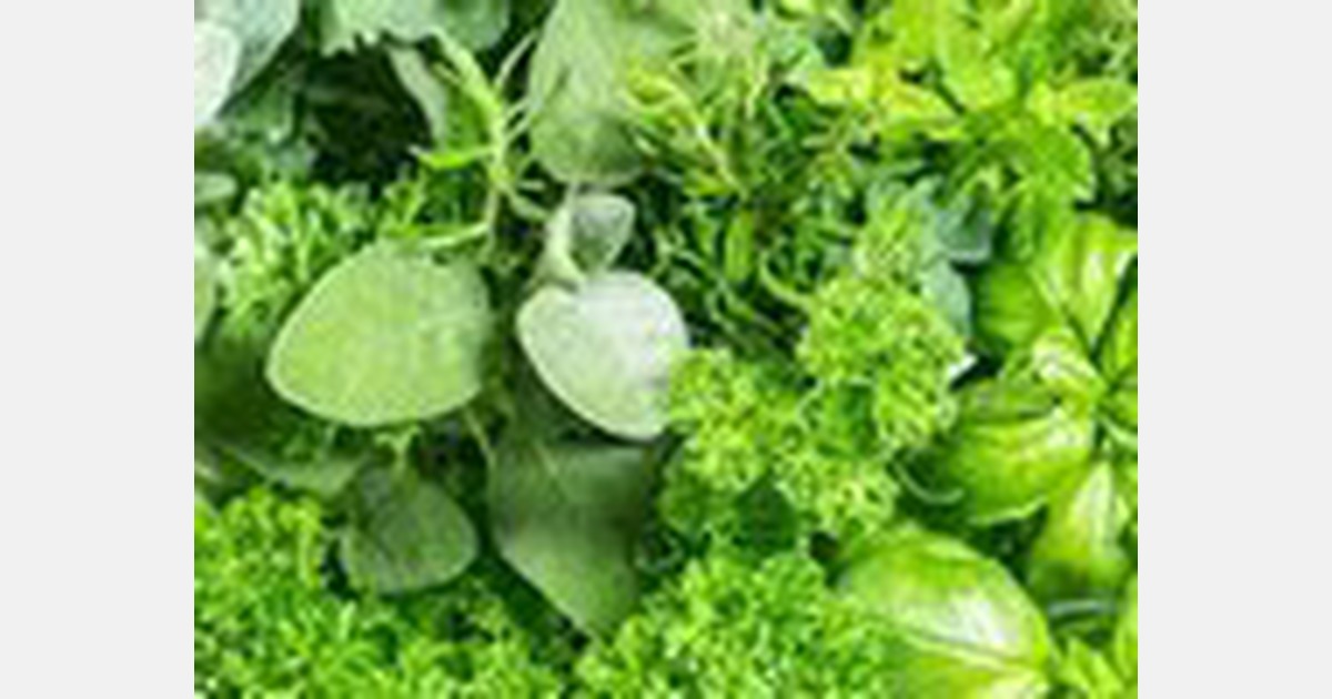 Small-scale farmers focus on Kenyan herbs and spices for export