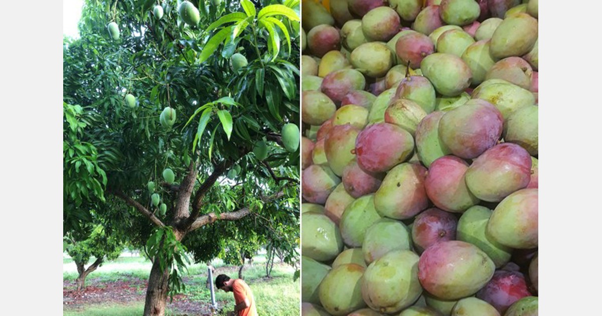 Floridagrown mango and dragon fruit program launches