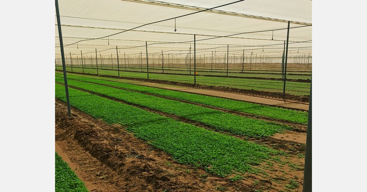 Fresh herb buyers turn to Israel after lower supplies from Italy and