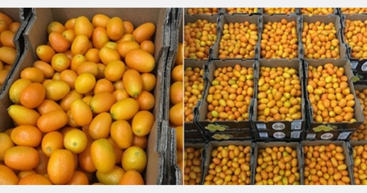 Weekly arrivals of airfreight South African kumquats kick off soon