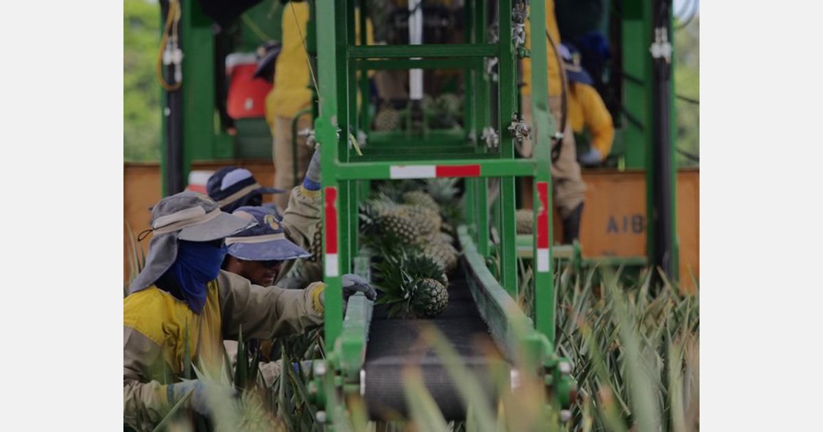 Photo of Ciberataque de Costa Rica a nuevo reto de entrega de piña