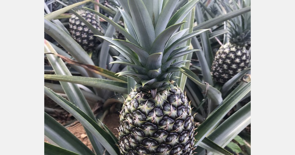 Dominican Republic pineapples selling well in Europe