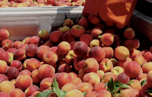 When Is Peach Season In The South?