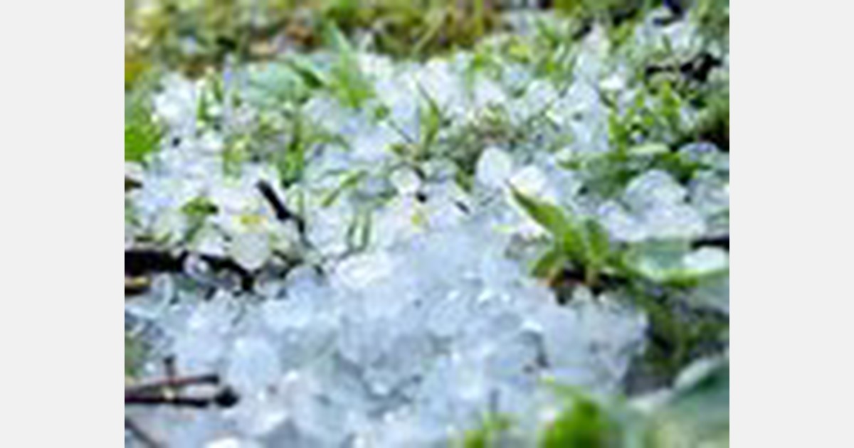 NZ food price spike expected after tornado damages crops