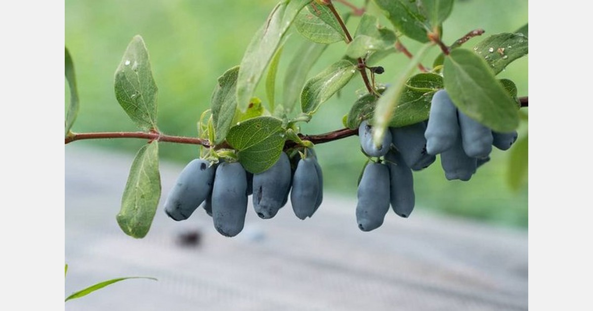 Strong crop of Quebec Haskap anticipated this month