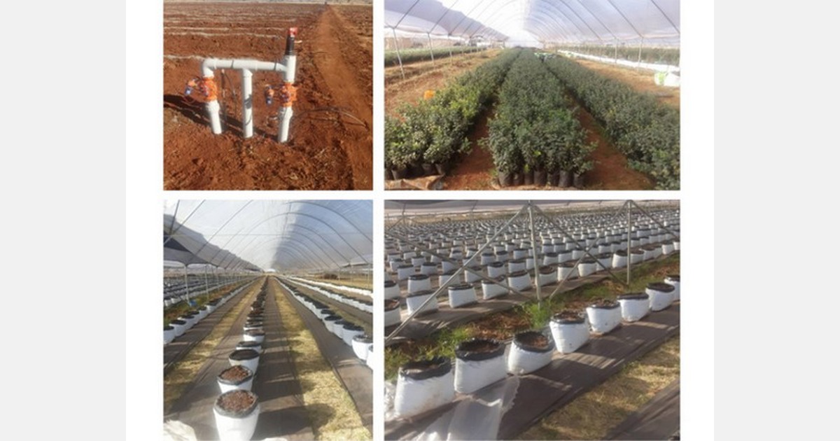 Water Ways to deliver a C200,000 blueberries smart irrigation project