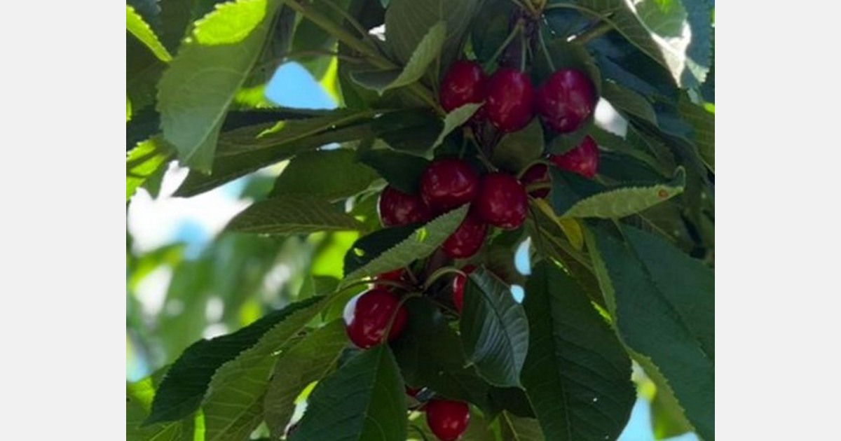 First cherries in British Columbia being harvested