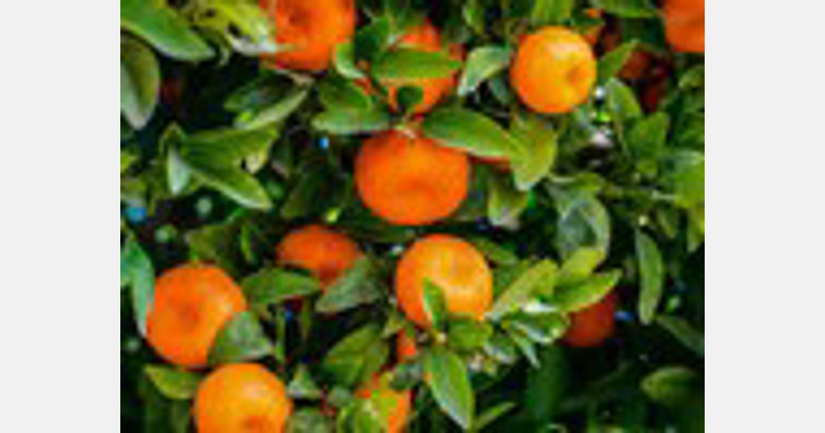 Consumers fear Taipā mandarins are going to waste