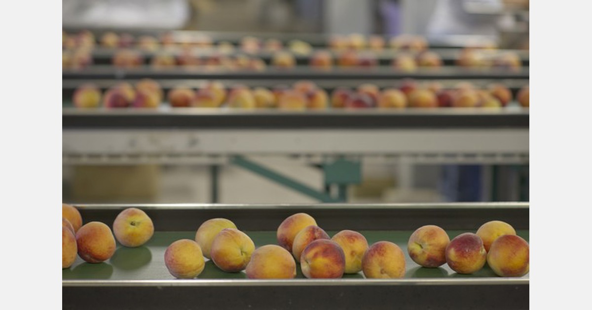 Ontario peaches and nectarines could start picking in the next 14 days