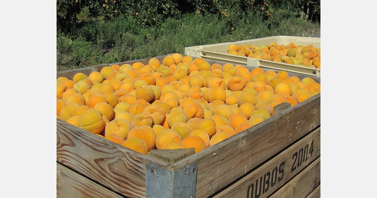 South African fruit cannery hopes exports to China regain momentum