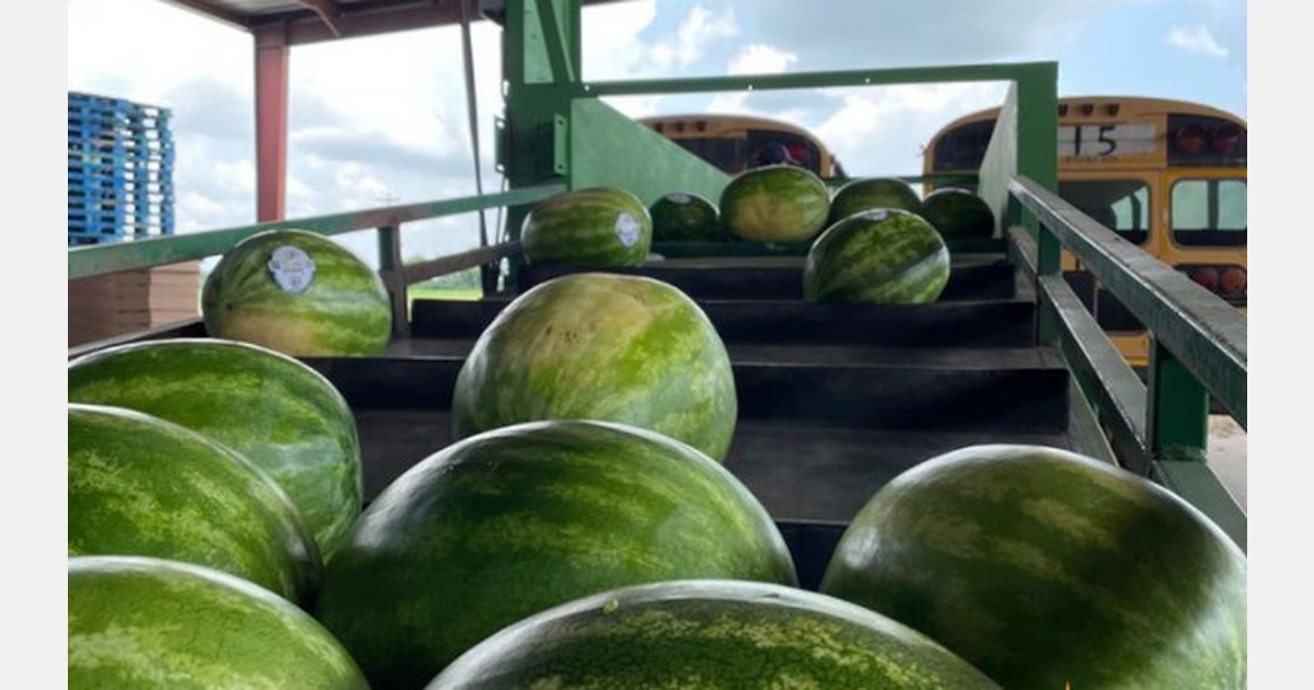 Early end to domestic watermelon season predicted
