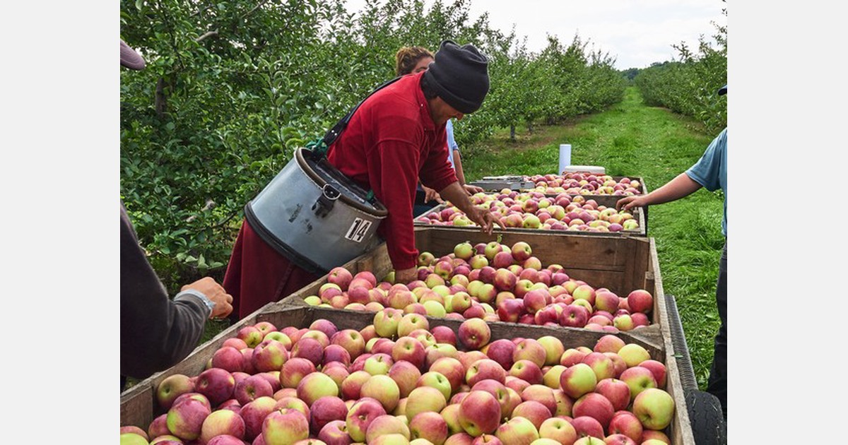 Michigan apple growers ample crop following down year