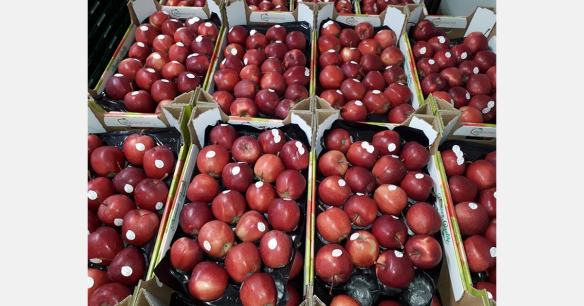 “Our apple stocks will help us fulfill orders until the end of the season” Export