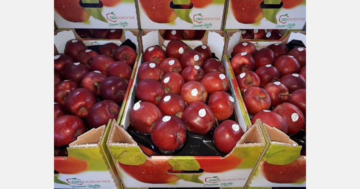 Rynek południowoamerykański dobrze radzi sobie z polskimi jabłkami