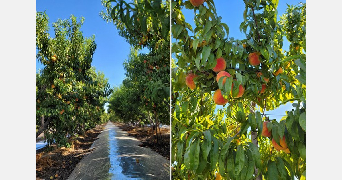 Strong pricing on California lateseason peaches