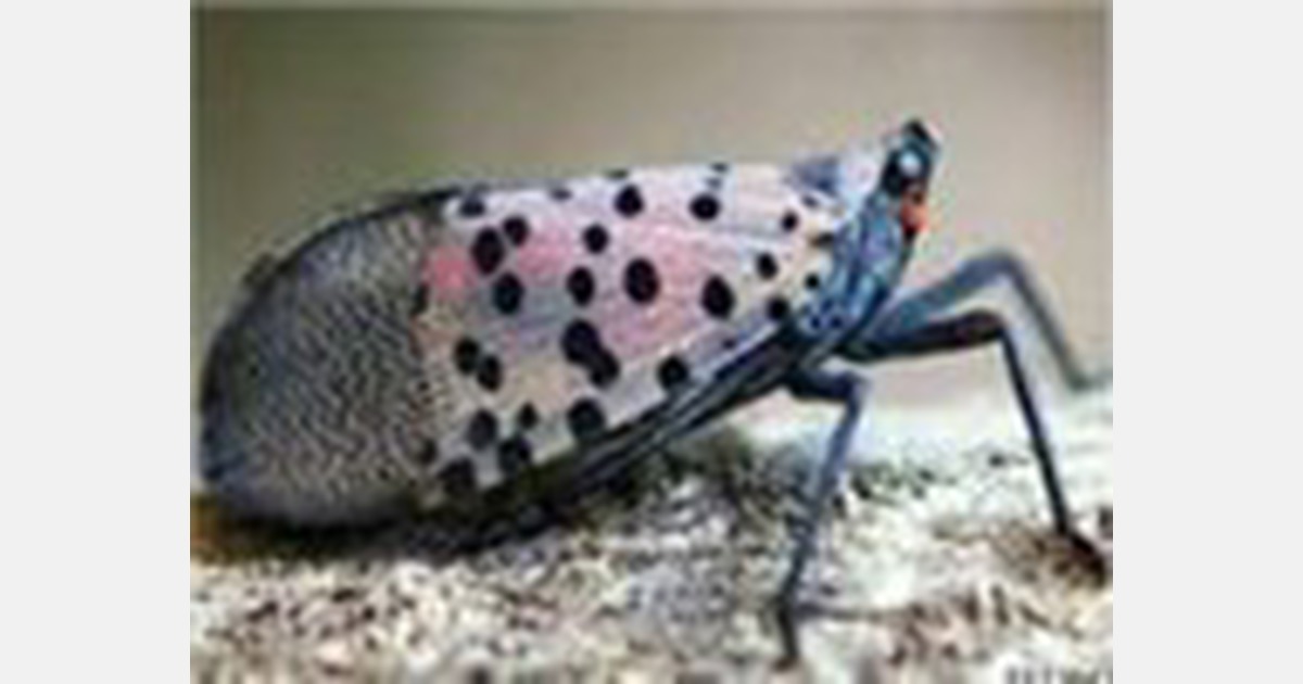 Spotted lanternflies cause millions of dollars in damage to US agriculture