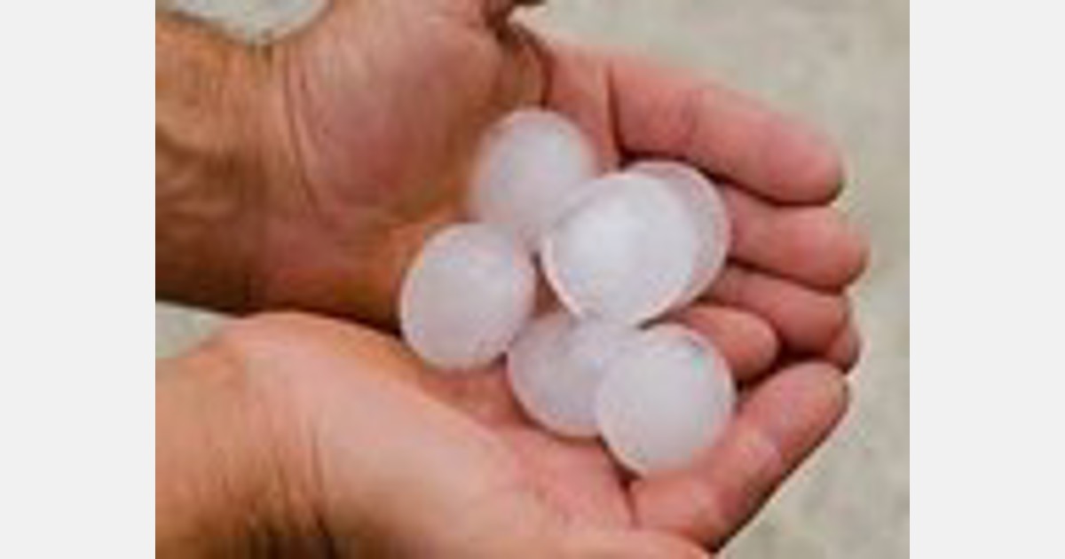 Hawke's Bay: Nets save fruit trees from freak hail storm
