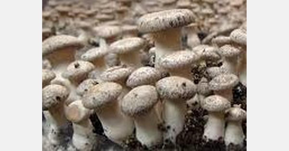 Jammu and Kashmir mushroom production at all-time high