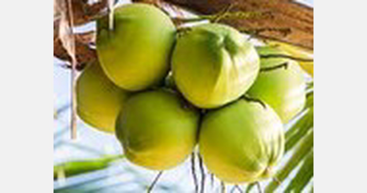 Ghana Export Promotion Authority targets US$2.8 billion annually from coconut exports