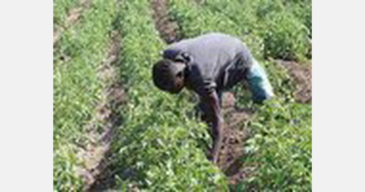 Lower Kuja Irrigation Scheme back on track again