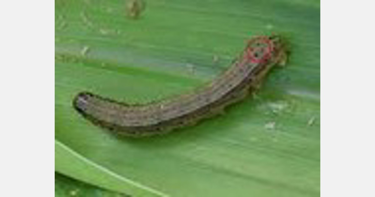 Philippines: Armyworms invade ‘onion capital’ Bayambang