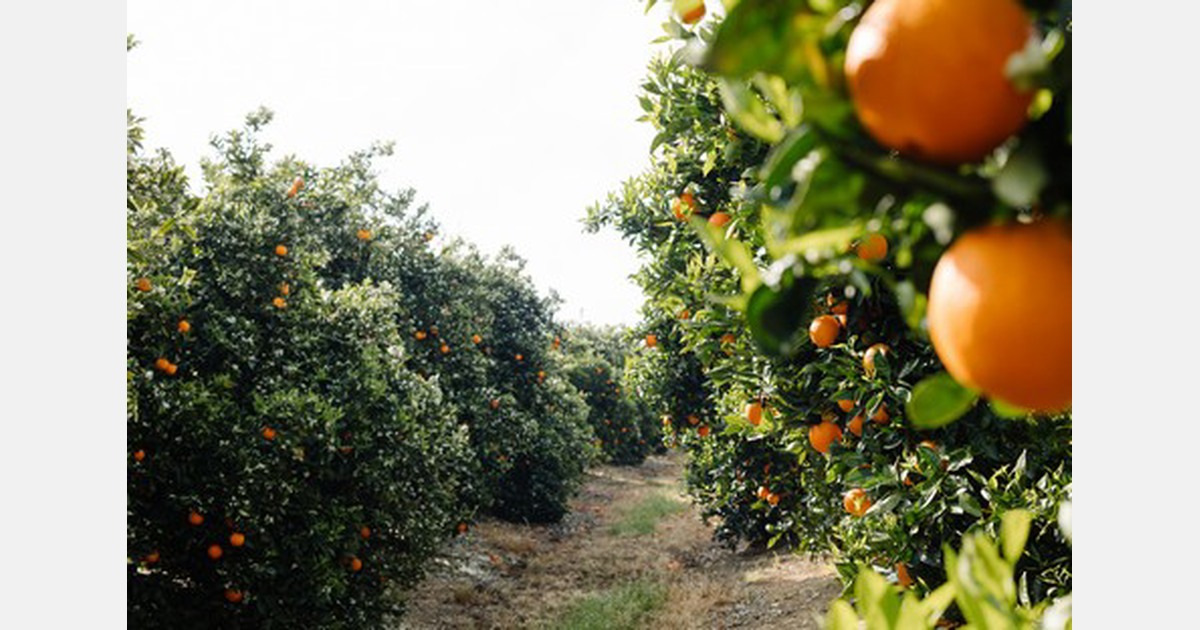 AM FRESH Group buys majority stake in in Asiabased FruitX and creates FRESH FRUITX