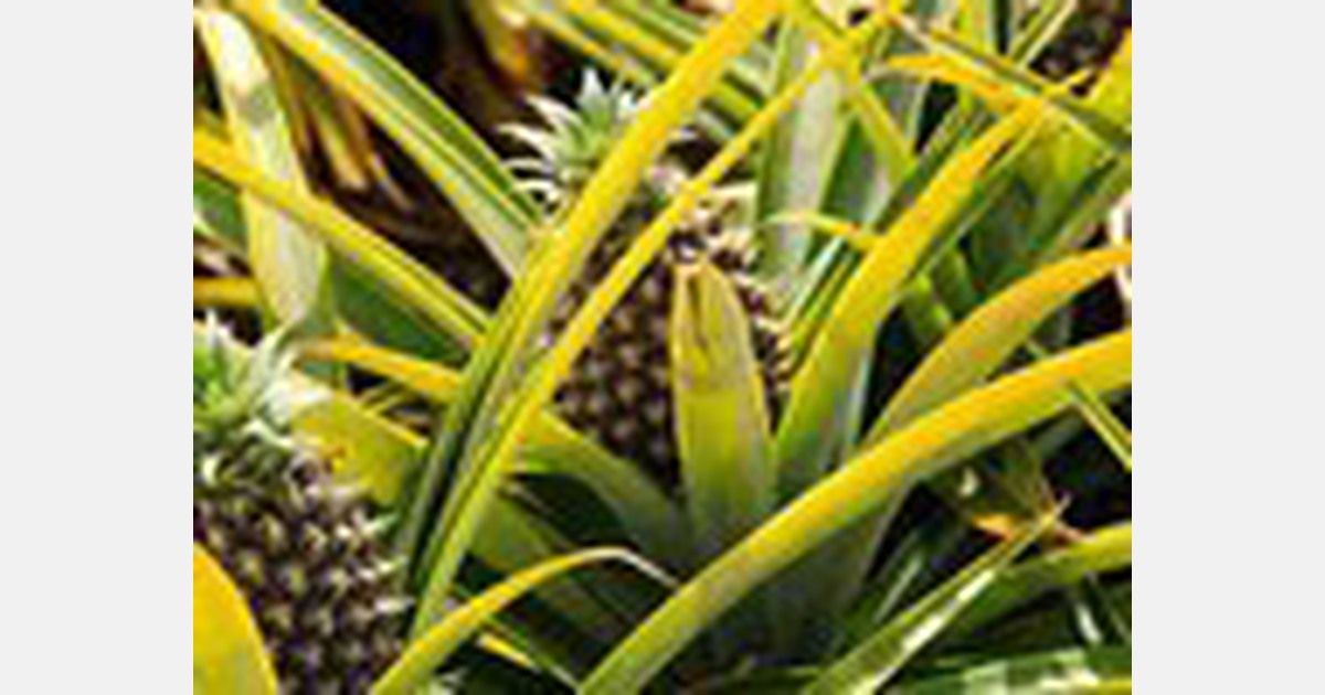 Malaysian Pineapple Industry Board to introduce night farming method