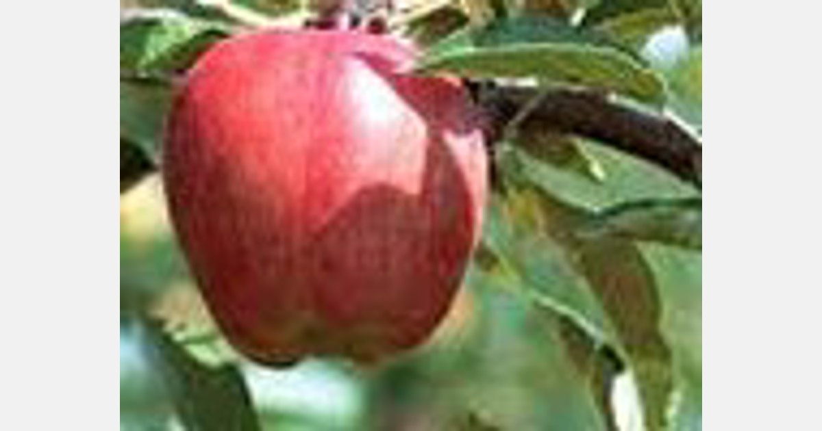 Apple grower Rockit hopes to see more orchards planted in New Zealand