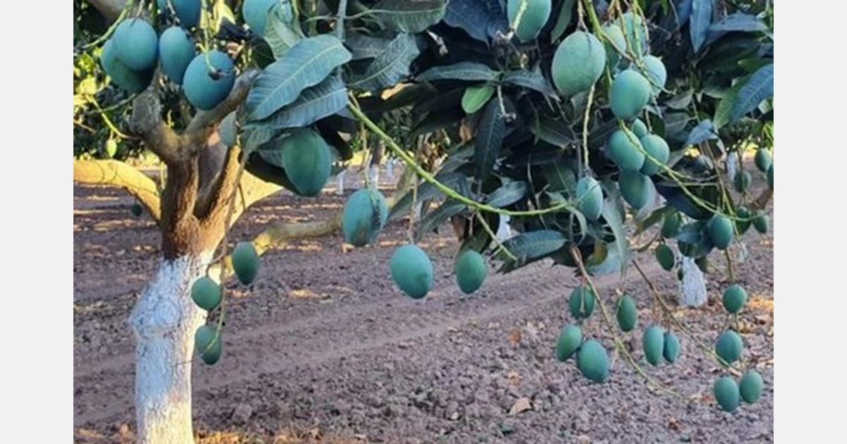 Demand for mangoes slows in Canada
