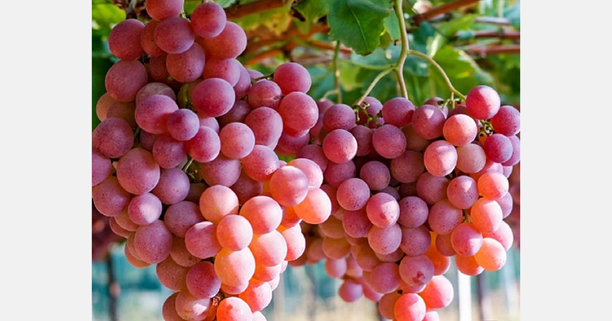 Australian table grape marketing campaigns build demand across eight Asian markets