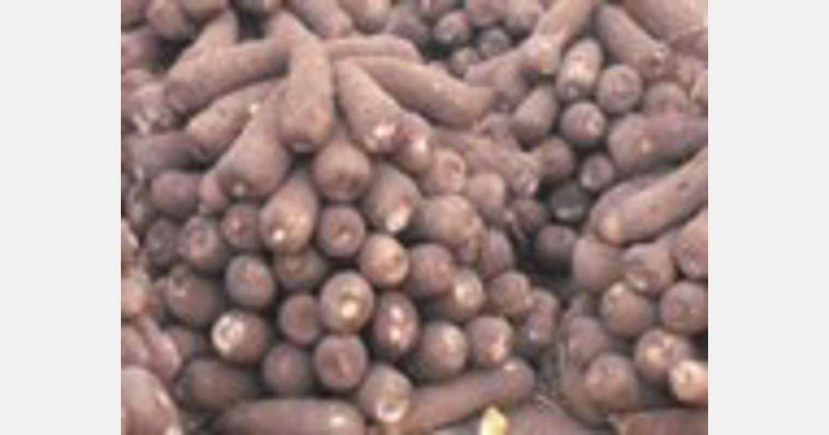 Yams good for health: enhance brain function, eases menopause symptoms
