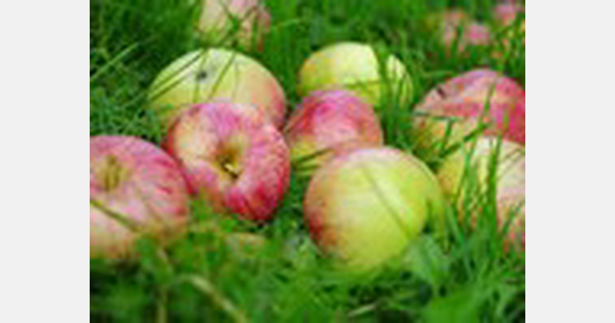 P.E.I. apple growers hurt badly by storm Fiona