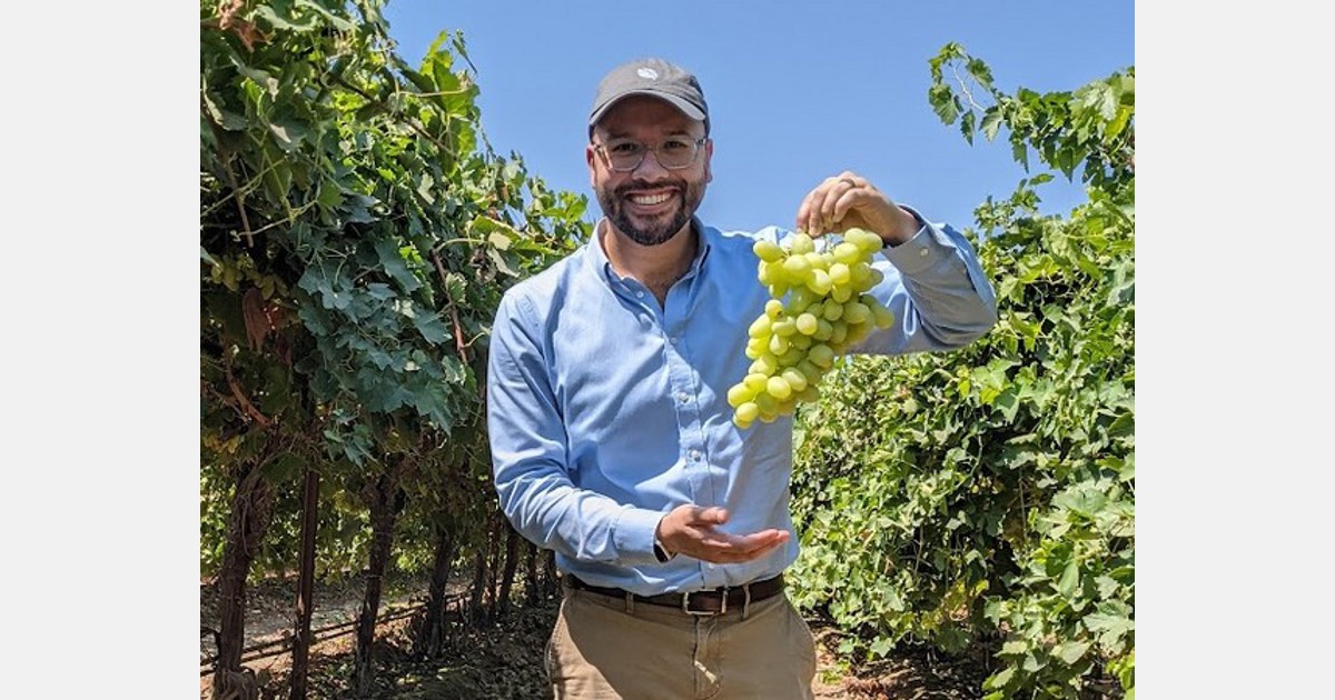 Shelflife extension technology reduces brown stems in grapes