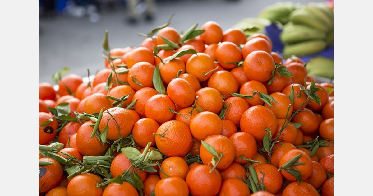 Willem Koole, Frukar "Spanish mandarins doing well on empty market"