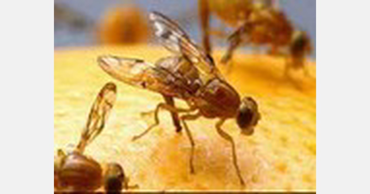 APHIS removes Mexican Fruit Fly quarantine in Brownsville, Cameron