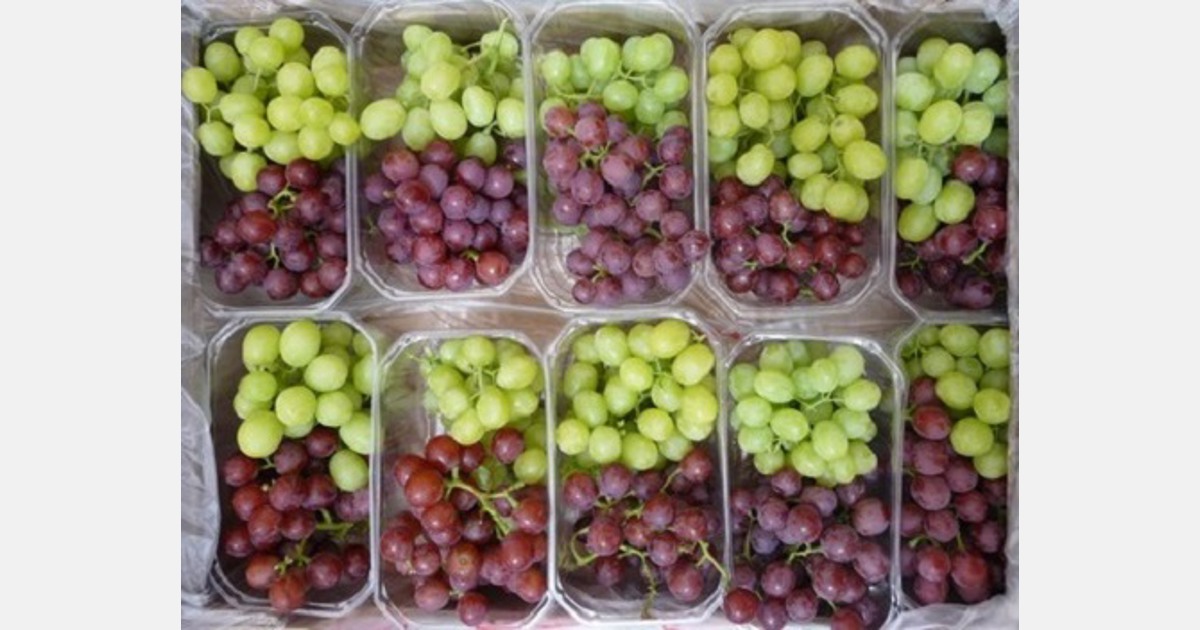 shortages felt in South Africa’s table grape packhouses