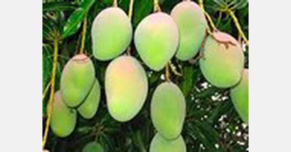 Ord Valley mangoes left unpicked as growers are faced with flooded market