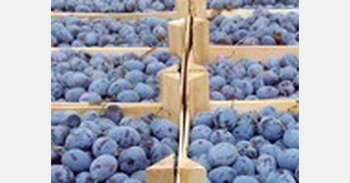Plums are still sold in Moldova, but wholesale prices are lower than